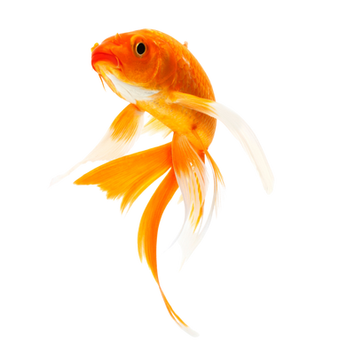 Fische