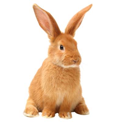 Heimtiere
