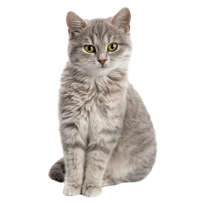 Katze/Ergänzungsfuttermittel & Medikamente/Immunsystem