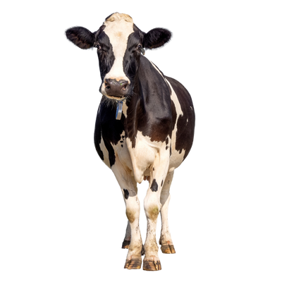 Nutztiere