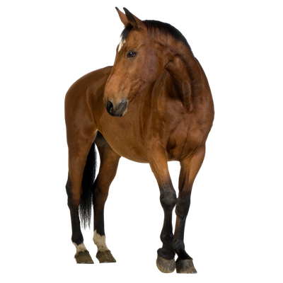 Pferd/Pferdeapotheke/Parasiten