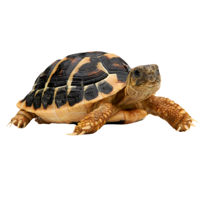Andere Tiere/Reptil