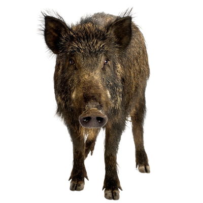 Andere Tiere/Wildtier